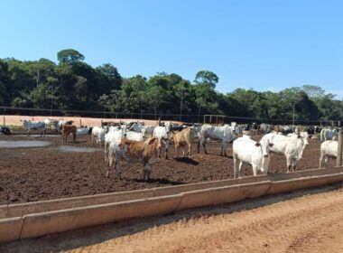 Pecuarista sai de 300 para 1,4 mil cabeças confinadas em Rondônia