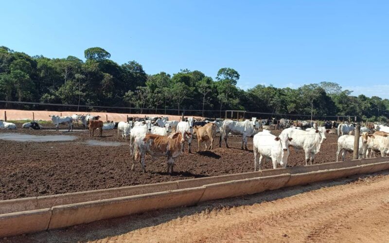 Pecuarista sai de 300 para 1,4 mil cabeças confinadas em Rondônia