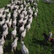 Pasto tratado como lavoura é caminho de sucesso para produção de boi gordo