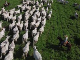Pasto tratado como lavoura é caminho de sucesso para produção de boi gordo