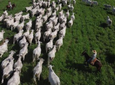 Pasto tratado como lavoura é caminho de sucesso para produção de boi gordo