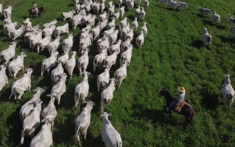 Pasto tratado como lavoura é caminho de sucesso para produção de boi gordo