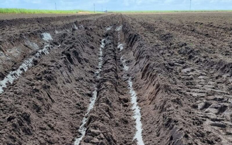 Pó de rocha: descubra como o fertilizante é uma alternativa viável para pastos e lavouras