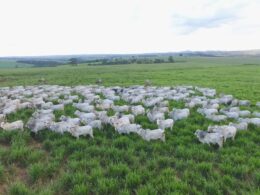 Transforme sua Fazenda: Descubra o 'Escritório Verde Virtual' da JBS para Produtores no Brasil 11 transforme sua fazenda descubra o escritorio verde virtual da jbs