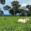 Força verde: a contribuição da forrageira na sustentação da pecuária brasileira