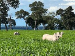 Força verde: a contribuição da forrageira na sustentação da pecuária brasileira