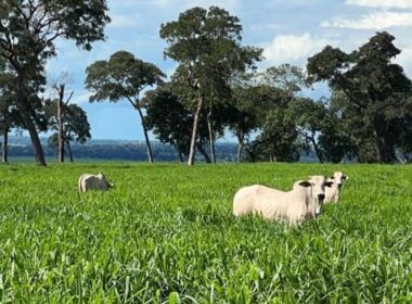 Força verde: a contribuição da forrageira na sustentação da pecuária brasileira