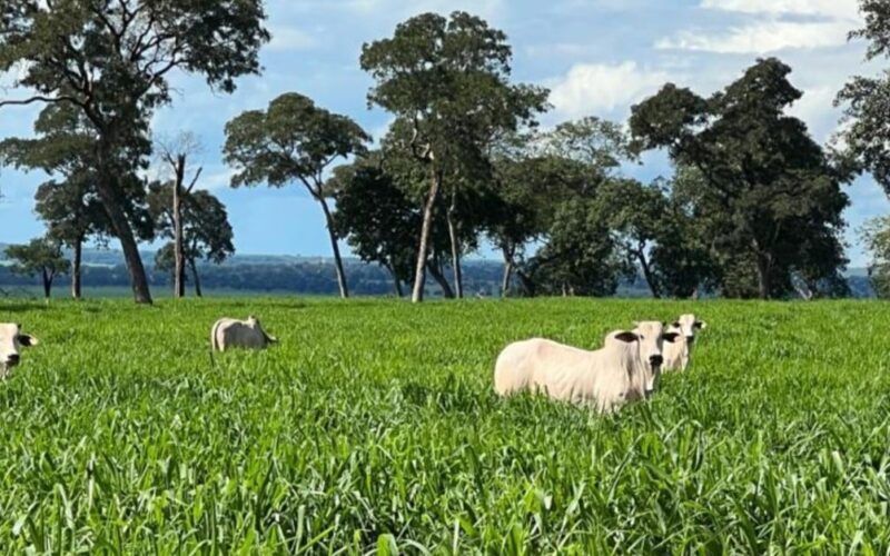 Força verde: a contribuição da forrageira na sustentação da pecuária brasileira