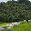 Pecuaristas têm novo programa de financiamento de sustentabilidade na pecuária