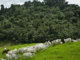 Pecuaristas têm novo programa de financiamento de sustentabilidade na pecuária