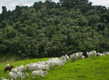 Pecuaristas têm novo programa de financiamento de sustentabilidade na pecuária