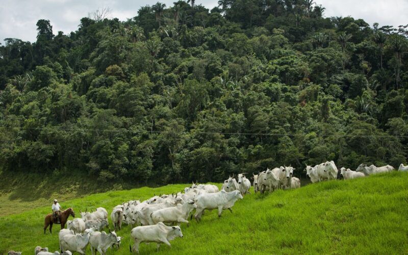 Pecuaristas têm novo programa de financiamento de sustentabilidade na pecuária