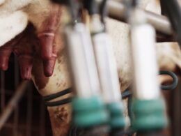 Vaca leiteira está com tetos feridos e rachados. Saiba como tratar o caso