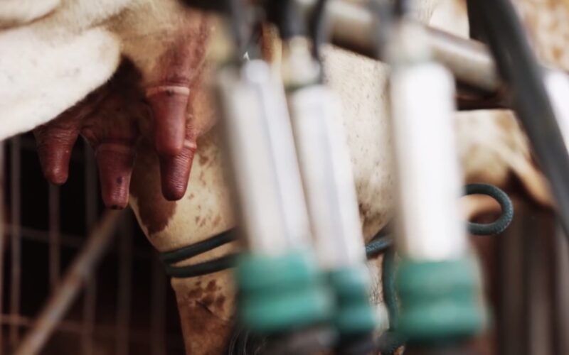 Vaca leiteira está com tetos feridos e rachados. Saiba como tratar o caso