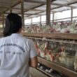 Treinamento da Adaf acelera resposta e reforça biossegurança no Plano de Contingência Estadual contra Influenza Aviária