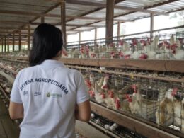 Treinamento da Adaf acelera resposta e reforça biossegurança no Plano de Contingência Estadual contra Influenza Aviária