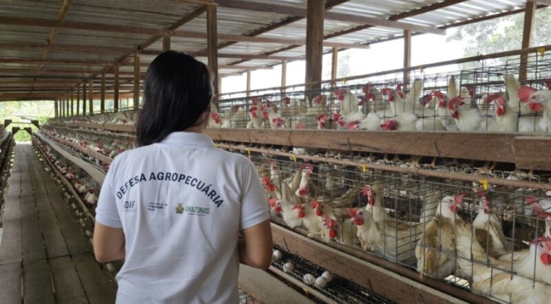 Treinamento da Adaf acelera resposta e reforça biossegurança no Plano de Contingência Estadual contra Influenza Aviária