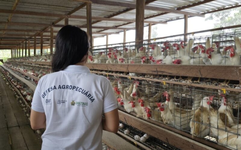 Treinamento da Adaf acelera resposta e reforça biossegurança no Plano de Contingência Estadual contra Influenza Aviária