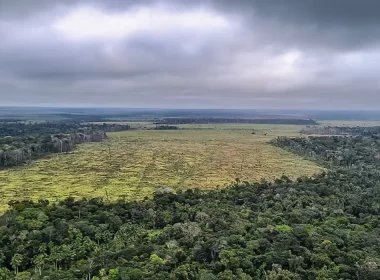 UE classifica Brasil como país de risco padrão por desmatamento.
