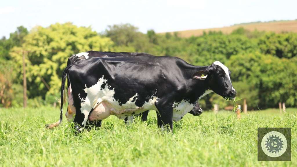 Exemplar de vaca Girolando em área de pasto. Foto: Divulgação