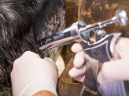 vacinacao contra raiva em goias garante saude para seu rebanho