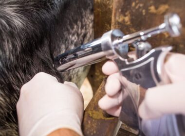 vacinacao contra raiva em goias garante saude para seu rebanho
