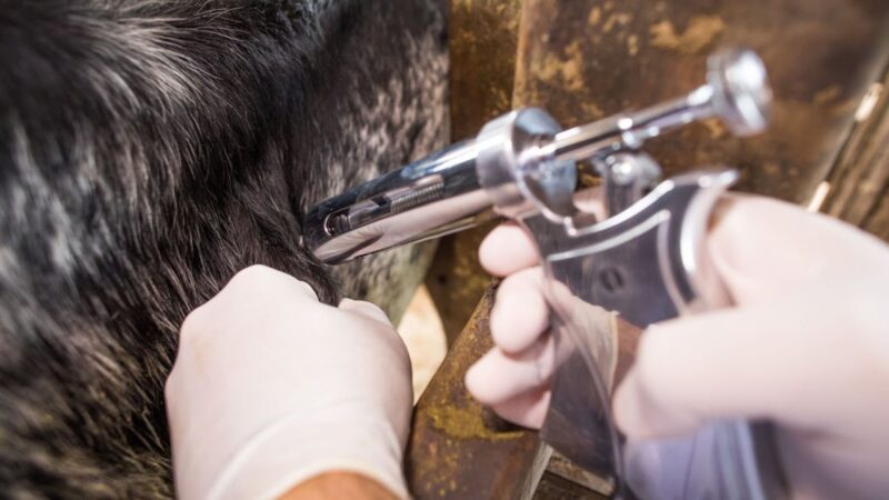vacinacao contra raiva em goias garante saude para seu rebanho
