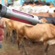 Vacinação contra raiva em Minas Gerais em 2024 aponta regiões mais vulneráveis