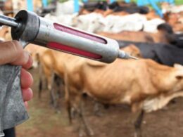 Vacinação contra raiva em Minas Gerais em 2024 aponta regiões mais vulneráveis