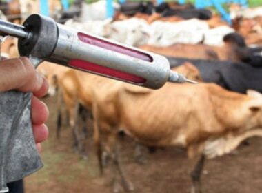 Vacinação contra raiva em Minas Gerais em 2024 aponta regiões mais vulneráveis