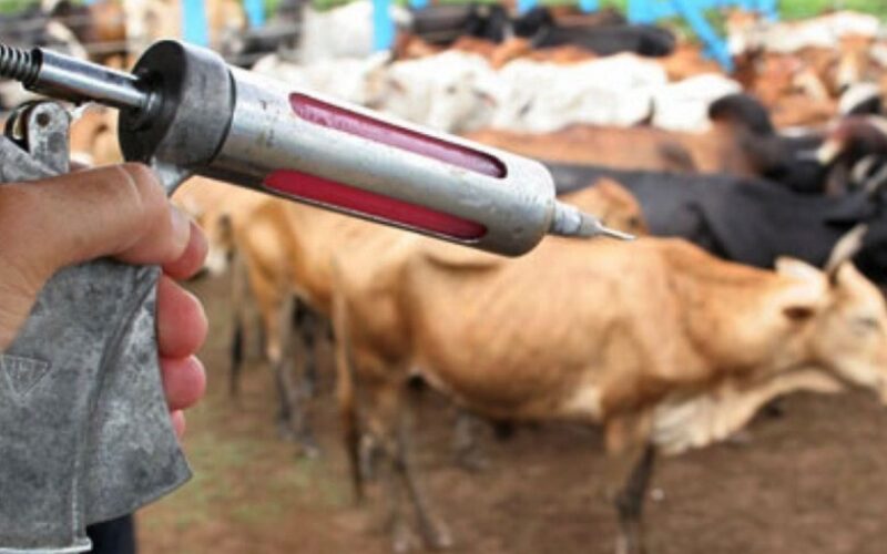 Vacinação contra raiva em Minas Gerais em 2024 aponta regiões mais vulneráveis