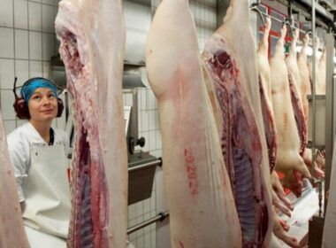 vem ai crescimento de 23 na producao de carne suina