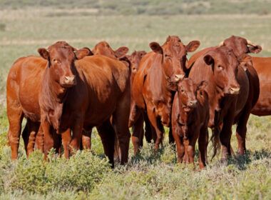 venca a batalha contra a resistencia aos antiparasitarios em bovinos