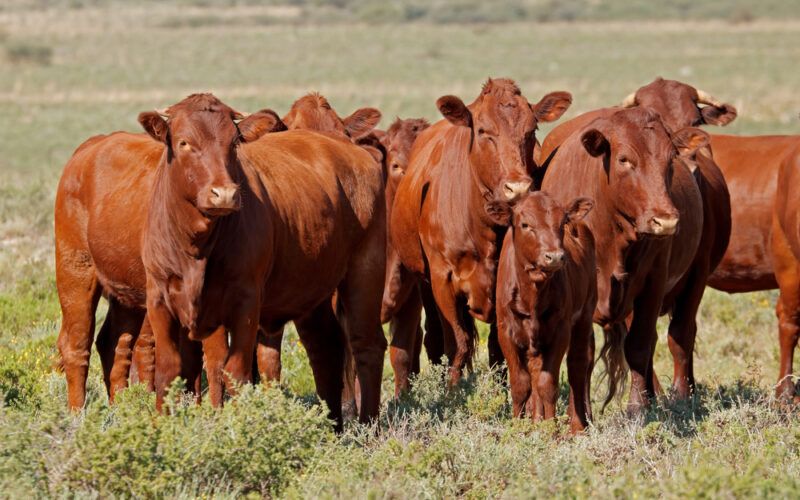 venca a batalha contra a resistencia aos antiparasitarios em bovinos