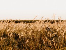 Veranico traz temperaturas altos e dias ensolarados no Centro-Oeste e Sudeste, ideal para aproveitar o verão ao ar livre 14 Veranico traz temperaturas altos e dias ensolarados no Centro-Oeste e Sudeste, ideal para aproveitar o verão ao ar livre