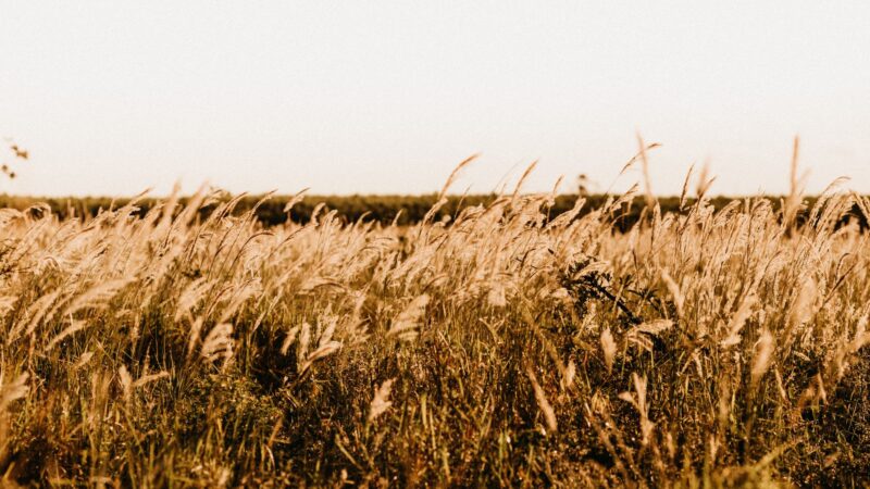 Veranico traz temperaturas altos e dias ensolarados no Centro-Oeste e Sudeste, ideal para aproveitar o verão ao ar livre
